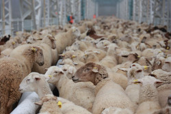 UPA pide a Agricultura una reuni&oacute;n "urgente" tras el aumento de casos de lengua azul