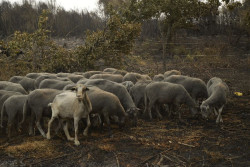 UPA pide ayudas directas para agricultores y ganaderos y participar en el Pacto de Estado contra incendios