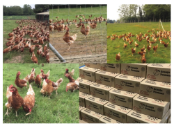 ¡Vaya güevos!..., por Pedro Arce Díez