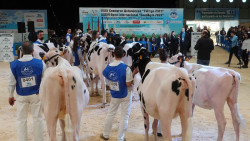 Veinte ejemplares cántabros de vacuno frisón de alta genética compiten en el concurso internacional GandAgro2025