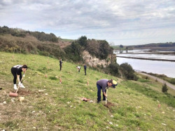 Voluntarios plantan 180 árboles en la ría de San Martín, en Suances