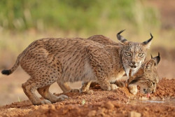 WWF Espa&ntilde;a califica de "hito hist&oacute;rico" el paso del lince ib&eacute;rico de especie "en peligro de extinci&oacute;n" a "vulnerable"